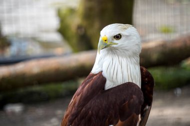Kızıl Sırtlı Deniz Kartalı olarak da bilinen Brahminy Uçurtması sağa bakıyor. Kuşun başı ve göğsü beyazdır ve kanatları kıpkırmızı-kahverengidir..