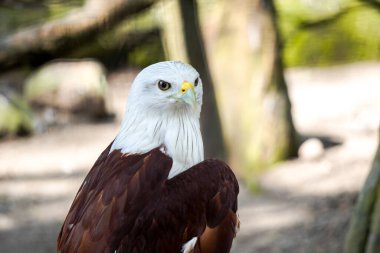 Kızıl Sırtlı Deniz Kartalı olarak da bilinen Brahminy Uçurtması sağa bakıyor. Kuşun başı ve göğsü beyazdır ve kanatları kıpkırmızı-kahverengidir..