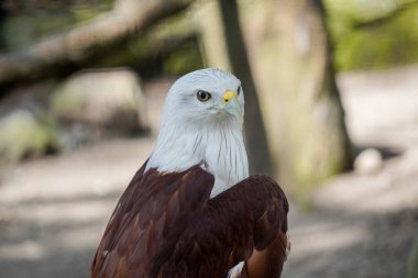 Kızıl Sırtlı Deniz Kartalı olarak da bilinen Brahminy Uçurtması sağa bakıyor. Kuşun başı ve göğsü beyazdır ve kanatları kıpkırmızı-kahverengidir..