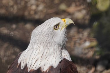 Kızıl Sırtlı Deniz Kartalı olarak da bilinen Brahminy Uçurtması sağa bakıyor. Kuşun başı ve göğsü beyazdır ve kanatları kıpkırmızı-kahverengidir..