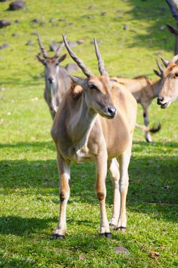 Büyük bir antilop çimenli bir alanda duruyor, arka planda iki elf daha görünüyor..