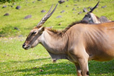 Büyük bir antilop çimenli bir alanda duruyor, arka planda iki elf daha görünüyor..