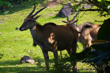 Büyük bir antilop çimenli bir alanda duruyor, arka planda iki elf daha görünüyor..