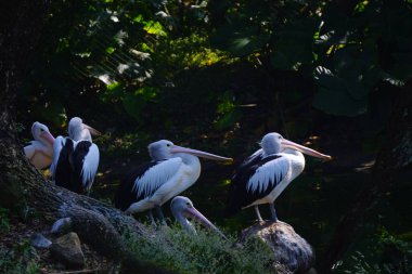 Bir Avustralya pelikan sürüsü yemyeşil yapraklarla çevrili sakin bir göletin yanındaki küçük, çimenli bir adada dinleniyor..
