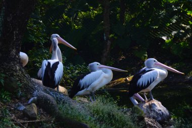 Bir Avustralya pelikan sürüsü yemyeşil yapraklarla çevrili sakin bir göletin yanındaki küçük, çimenli bir adada dinleniyor..