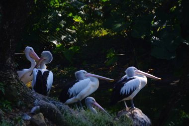 Bir Avustralya pelikan sürüsü yemyeşil yapraklarla çevrili sakin bir göletin yanındaki küçük, çimenli bir adada dinleniyor..