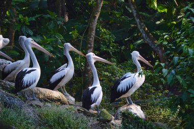 Bir Avustralya pelikan sürüsü yemyeşil yapraklarla çevrili sakin bir göletin yanındaki küçük, çimenli bir adada dinleniyor..