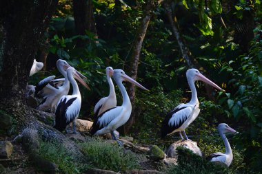 Bir Avustralya pelikan sürüsü yemyeşil yapraklarla çevrili sakin bir göletin yanındaki küçük, çimenli bir adada dinleniyor..