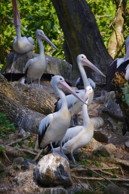 Bir Avustralya pelikan sürüsü yemyeşil yapraklarla çevrili sakin bir göletin yanındaki küçük, çimenli bir adada dinleniyor..
