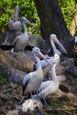 Bir Avustralya pelikan sürüsü yemyeşil yapraklarla çevrili sakin bir göletin yanındaki küçük, çimenli bir adada dinleniyor..