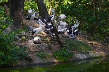 Bir Avustralya pelikan sürüsü yemyeşil yapraklarla çevrili sakin bir göletin yanındaki küçük, çimenli bir adada dinleniyor..