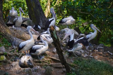 Bir Avustralya pelikan sürüsü yemyeşil yapraklarla çevrili sakin bir göletin yanındaki küçük, çimenli bir adada dinleniyor..