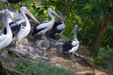 Bir Avustralya pelikan sürüsü yemyeşil yapraklarla çevrili sakin bir göletin yanındaki küçük, çimenli bir adada dinleniyor..