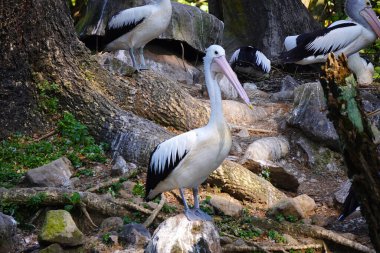 Bir Avustralya pelikan sürüsü yemyeşil yapraklarla çevrili sakin bir göletin yanındaki küçük, çimenli bir adada dinleniyor..