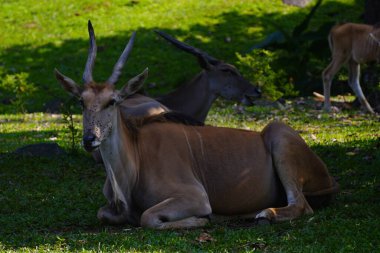 Yeşil çimlerin üzerinde dinlenen, arka planda kısmen görülebilen, ortak bir arazinin yakın plan çekimi..