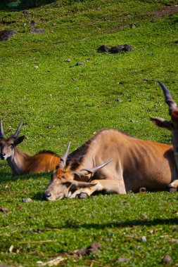 Yeşil çimlerin üzerinde dinlenen, arka planda kısmen görülebilen, ortak bir arazinin yakın plan çekimi..