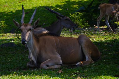 Yeşil çimlerin üzerinde dinlenen, arka planda kısmen görülebilen, ortak bir arazinin yakın plan çekimi..