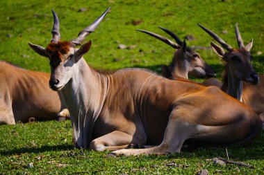 Yeşil çimlerin üzerinde dinlenen, arka planda kısmen görülebilen, ortak bir arazinin yakın plan çekimi..