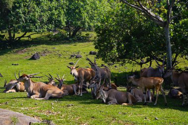 Yeşil çimlerin üzerinde dinlenen, arka planda kısmen görülebilen, ortak bir arazinin yakın plan çekimi..
