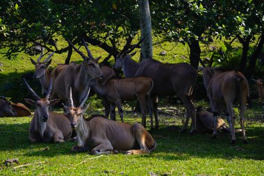 Yeşil çimlerin üzerinde dinlenen, arka planda kısmen görülebilen, ortak bir arazinin yakın plan çekimi..