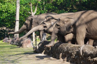 Gölgeli bir açık havada duran fil, arkasında kısmen görülebilen başka bir fil..