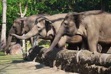 Gölgeli bir açık havada duran fil, arkasında kısmen görülebilen başka bir fil..