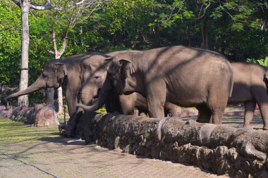 Gölgeli bir açık havada duran fil, arkasında kısmen görülebilen başka bir fil..