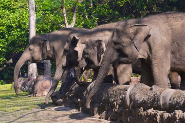 Gölgeli bir açık havada duran fil, arkasında kısmen görülebilen başka bir fil..