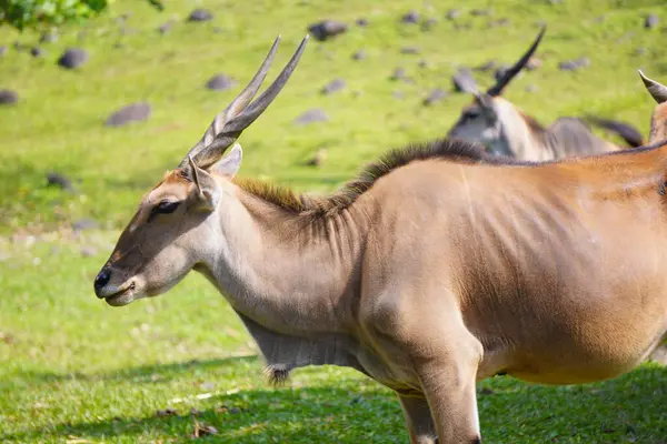 Büyük bir antilop çimenli bir alanda duruyor, arka planda iki elf daha görünüyor..