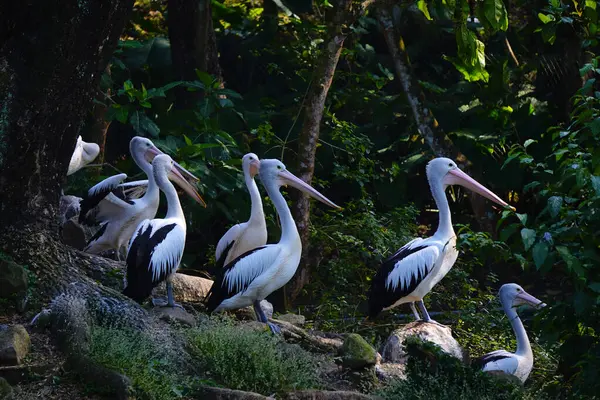 Bir Avustralya pelikan sürüsü yemyeşil yapraklarla çevrili sakin bir göletin yanındaki küçük, çimenli bir adada dinleniyor..