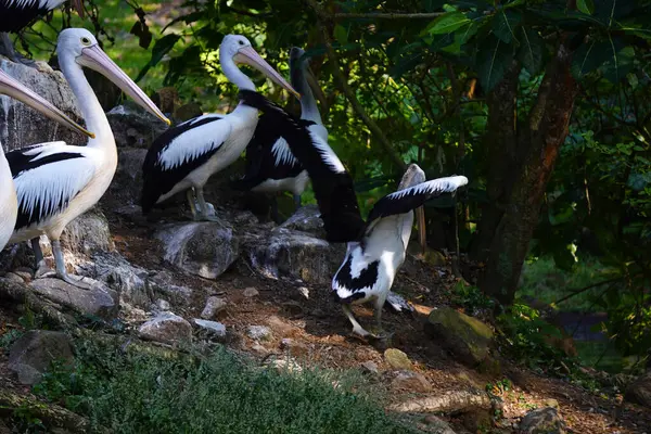 Bir Avustralya pelikan sürüsü yemyeşil yapraklarla çevrili sakin bir göletin yanındaki küçük, çimenli bir adada dinleniyor..