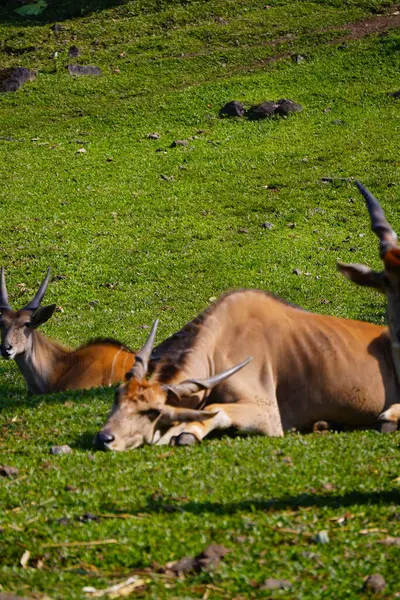 Yeşil çimlerin üzerinde dinlenen, arka planda kısmen görülebilen, ortak bir arazinin yakın plan çekimi..