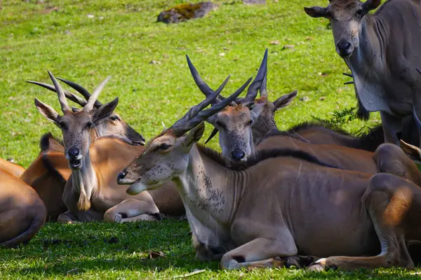 Yeşil çimlerin üzerinde dinlenen, arka planda kısmen görülebilen, ortak bir arazinin yakın plan çekimi..