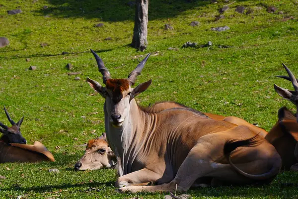 Yeşil çimlerin üzerinde dinlenen, arka planda kısmen görülebilen, ortak bir arazinin yakın plan çekimi..