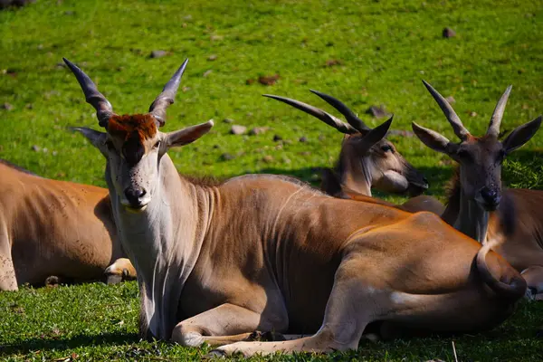 Yeşil çimlerin üzerinde dinlenen, arka planda kısmen görülebilen, ortak bir arazinin yakın plan çekimi..