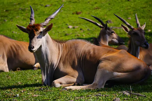 Yeşil çimlerin üzerinde dinlenen, arka planda kısmen görülebilen, ortak bir arazinin yakın plan çekimi..