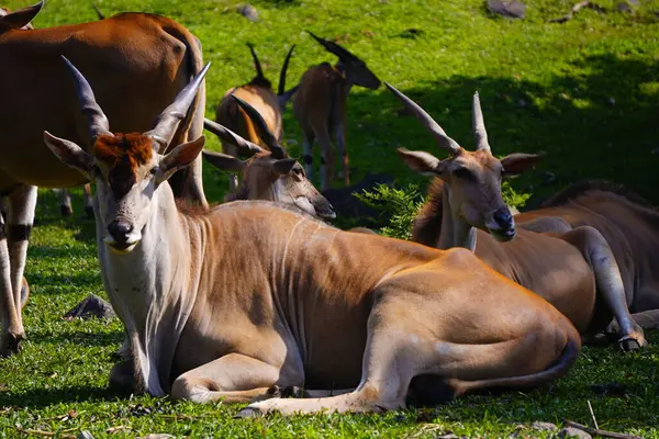 Yeşil çimlerin üzerinde dinlenen, arka planda kısmen görülebilen, ortak bir arazinin yakın plan çekimi..