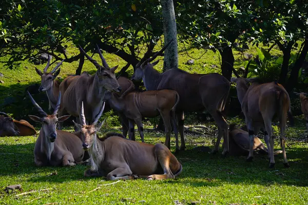 Yeşil çimlerin üzerinde dinlenen, arka planda kısmen görülebilen, ortak bir arazinin yakın plan çekimi..