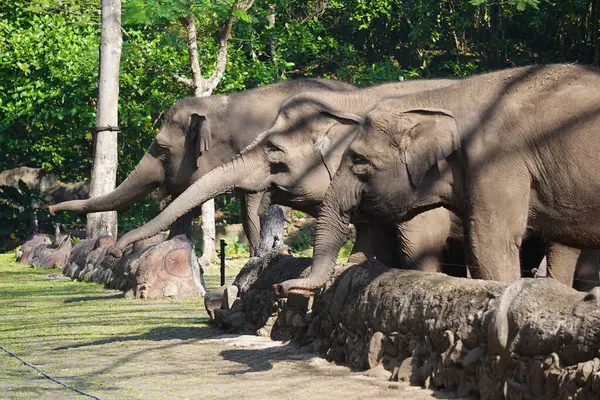 Gölgeli bir açık havada duran fil, arkasında kısmen görülebilen başka bir fil..
