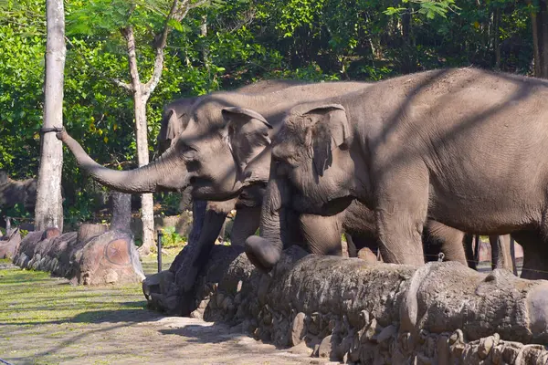 Gölgeli bir açık havada duran fil, arkasında kısmen görülebilen başka bir fil..
