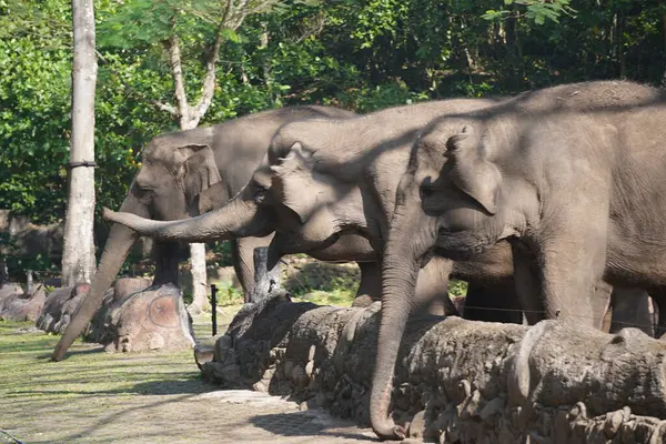 Gölgeli bir açık havada duran fil, arkasında kısmen görülebilen başka bir fil..