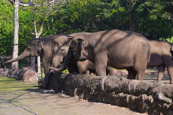 Gölgeli bir açık havada duran fil, arkasında kısmen görülebilen başka bir fil..