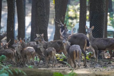 Bir Javan rusa geyiği sürüsü kısmen ağaçlık bir alanda duruyor. Kameraya bakan birkaç kişi var..