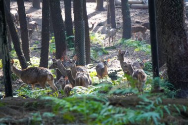 Bir Javan rusa geyiği sürüsü kısmen ağaçlık bir alanda duruyor. Kameraya bakan birkaç kişi var..