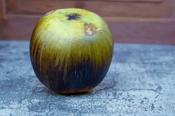 Kabuğu soyulmamış bir palmira meyvesi, koyu, lifli bir kabuğu ve açık renk bir üstü olan Borassus flabellifer, bulanık ahşap arka planı olan gri taş bir yüzeye karşı dizilmiş..
