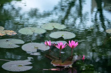 Vibrant pink water lilies bloom amidst lush green lily pads in a serene pond, reflecting natural beauty and tranquility.