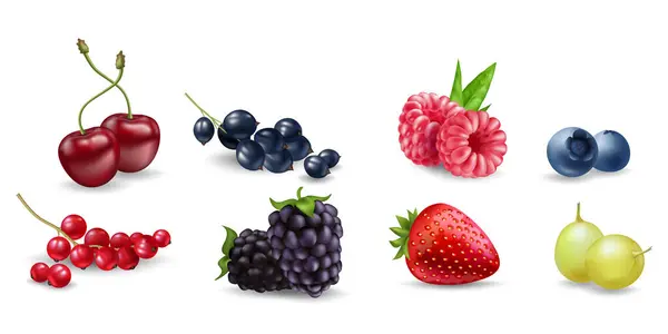 Juicy Vector Berries Raspberry Blueberry Cherry Currant Blackberry Strawberry Gooseberry — Stock Vector