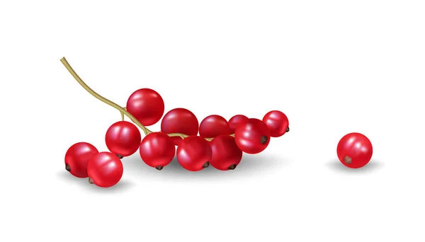 Illustrazione Vettoriale Realistica Ribes Rosso Fresco Succose Gustose Bacche Estive — Vettoriale Stock
