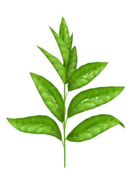 現実的な緑の葉のベクトル セット 白で分離された新鮮で有機的なハーブ成分 自然とエココンセプト 自然で有機的なデザインは お茶やハーブ製品の包装に最適です — ストックベクタ