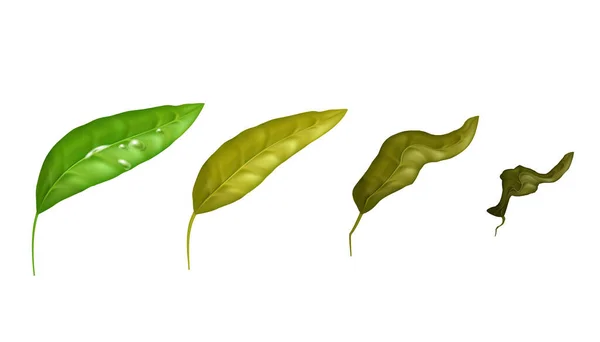 Zöld Száraz Fokozatú Tealevelek Szerves Gyógynövényekből Álló Kórokozó Illusztrációs Készlet — Stock Vector